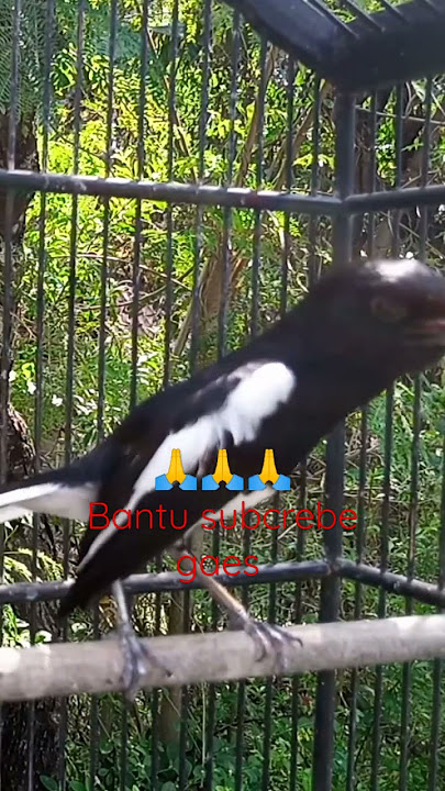 masteran burung Kacer juara