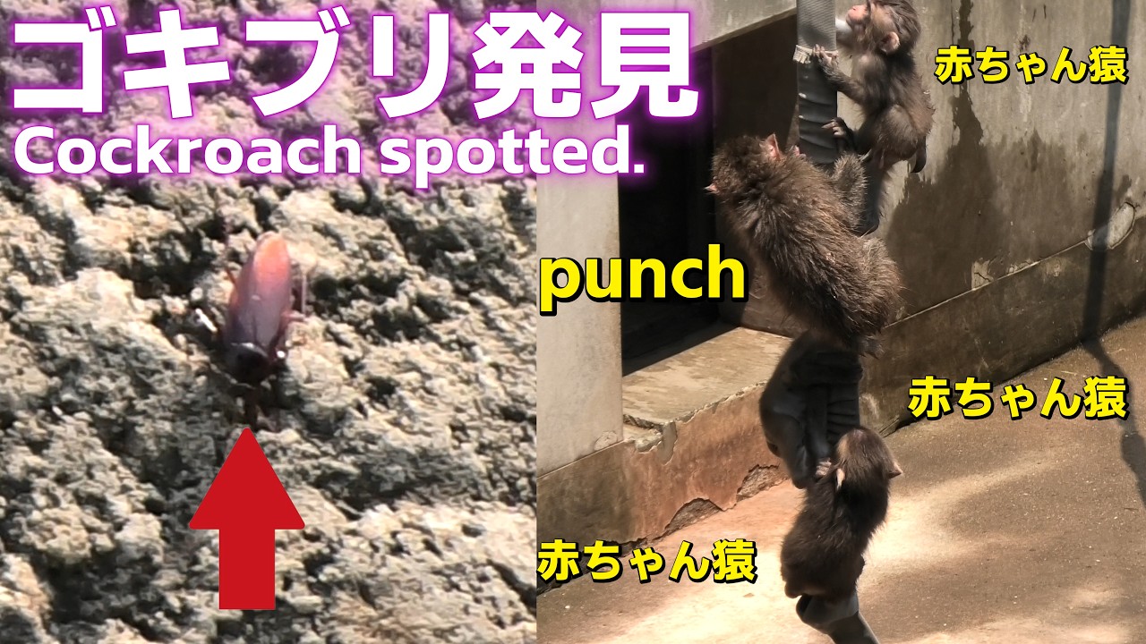 Punch's Diary] Cockroaches spotted at the monkey mountain! Are