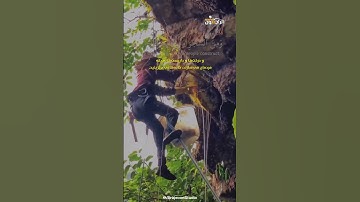 وَأَوْحَىٰ رَبُّكَ إِلَى النَّحْل تلاوت سوره نحل با صدای شیخ عبدالباسط عبدالصمد با ترجمه فارسی