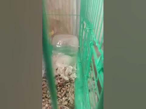 Хомяк #Тесл спит. - YouTube