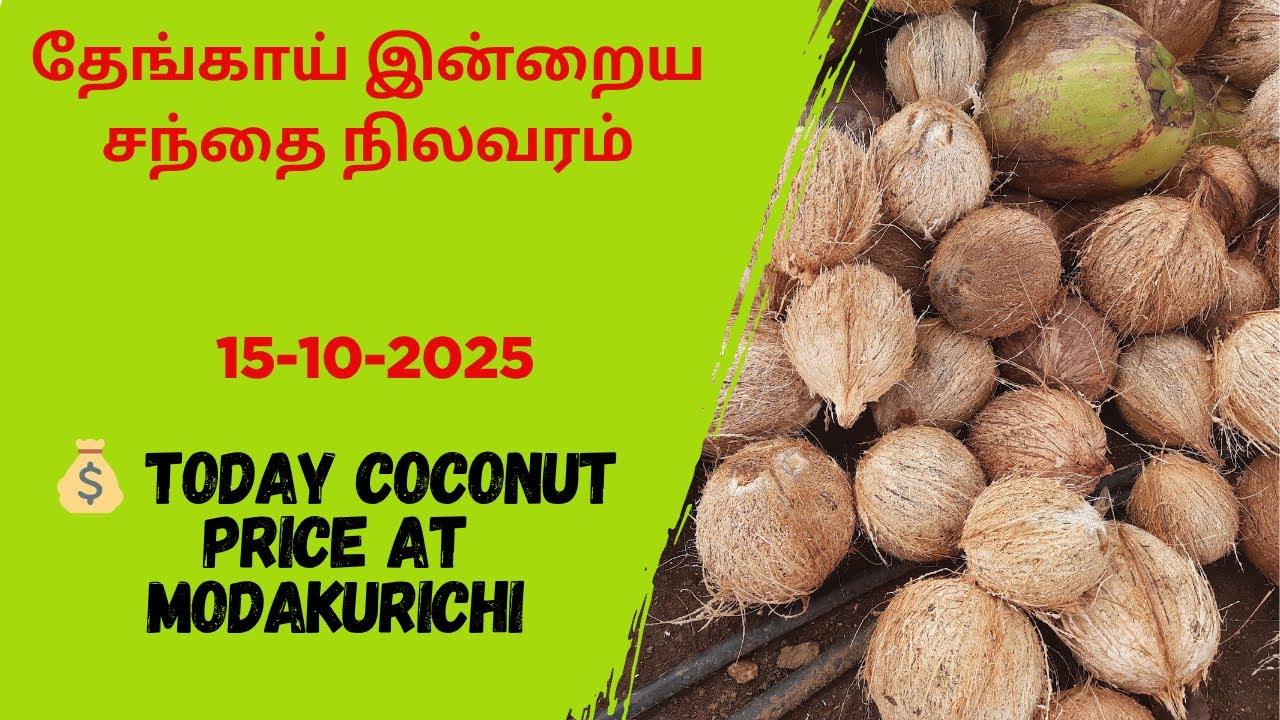 Modakurichi Modakurichi Mandi Coconut Sale Price Today | 15-10-2025 Thengai Vilai ...