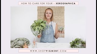 How to care for your Xerographica Tilandsia - www.shoppigment.com