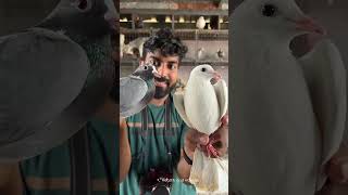 Pigeon love status video💓 #shorts #pigeon #pravu #pegion #dove #short #shortvideo