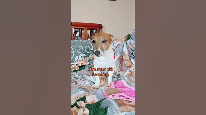 Ho fatto cacca sotto 😂 #merybijouesciarpina #comedy #parodia #jackrussell