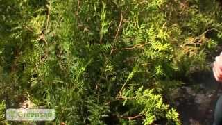 Обрезка туи(Туя- растение неприхотливое и довольно быстро растущее, поэтому очень часто используется в качестве одиноч..., 2014-05-18T13:18:24.000Z)