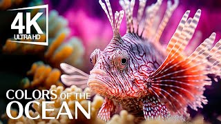 The Ocean 4K  The Beauty and Wonder of Marine Life  Reduce Stress And Anxiety
