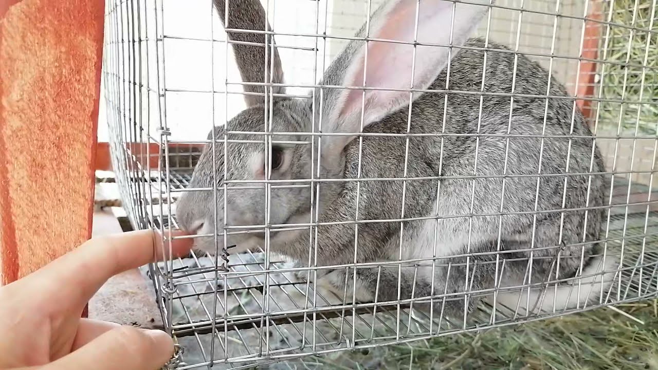Кролик в печке