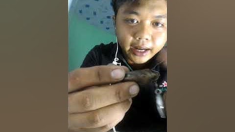 Chia sẻ một số lỗi về nhái hơi FROG TOON V4