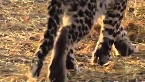 Kebesaran Allah (Macan tutul Vs Anak monyet)