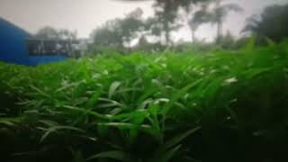 Petani tuwa lagu dari Endang s Taurina