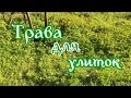 Собираем траву для улиток🌺