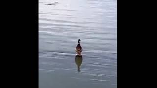 Jesus Duck