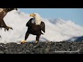 The bald eagle