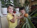 Вырастили Тайский ананас в обычной квартире