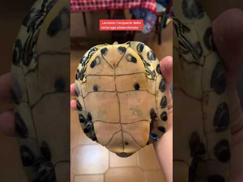 Video: 12 motivi per non comprare una tartaruga o tartaruga