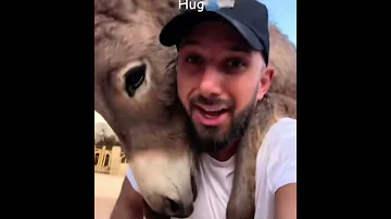 شاب اردني يوثق لحظات بينه وبين حماره سنبل حيث يظهر في الفيديو مدي العلاقه القويه بين الشاب وحماره 