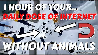 1 Hour Of Daily Dose Of Internet... WITHOUT ANIMALS