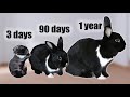 Rabbit Life Cycle: From Birth to Old Age and Care Tips