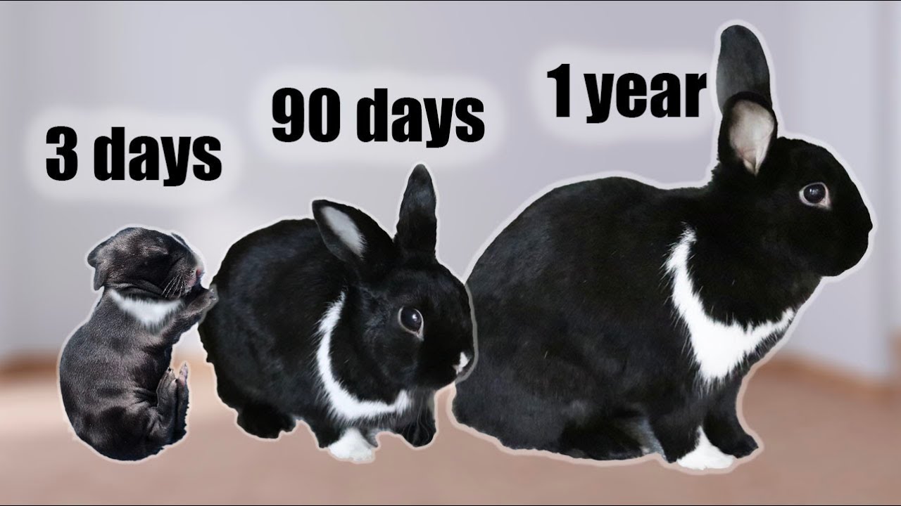 How Old Is The Oldest Bunny?