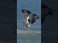 Amazing Osprey dives into shallow swimming area and emerges with a massive fish.