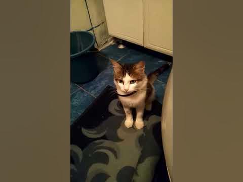 Кот полу псіх - YouTube