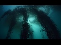 Virtual dive kelp forests off the california coast