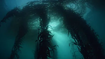 Virtual Dive: Kelp Forests off the California Coast