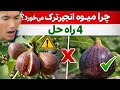 چرا انجیر ترک می خورد ۴ اشتباه خطرناک که محصول شما را نابود می کند