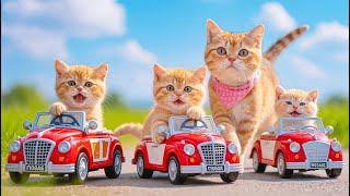 Download Lagu Mama Cat Sells Tokbokki to Buy a New Toy Car for Her Kitten — A Heartwarming Story 🐱🚗🐾💖 MP3