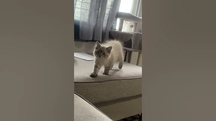 Too Cute to Ignore… Watch Till the End! 🐾✨ #cat #shorts #viral #kitten