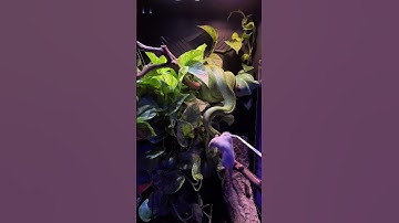 My Incredible Green Tree Python! 🤩🐍