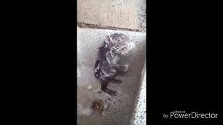 Bani hum nahaile aaj shampoo se | amazing mouse | Special video