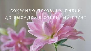 СОХРАНЯЮ ЛУКОВИЦЫ ЛИЛИЙ ДО ВЫСАДКИ В ОТКРЫЙ ГРУНТ