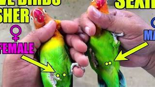 how to difference between male and female in all parrots urdu/hindi