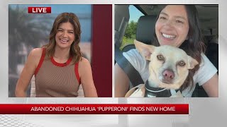 Abandoned Chihuahua 'Pupperoni' finds new home