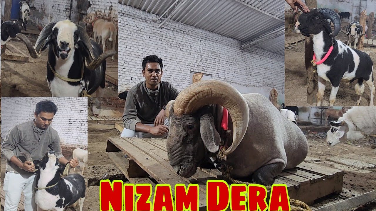 World Record Tyaari Of Sheep (Mende) All Breed | Ablak Collection | Nizam Ka Dera Bhiwandi.