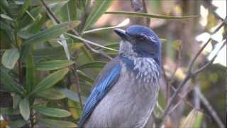 bird window outside jay western scrub