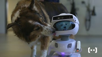 Misty Celebrates the Dog Days of Summer with Some of Her Best Buds