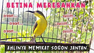 SOGON BETINA CUIT CUIT MEMANGGIL JANTAN 💯% AMPUH UNTUK PANCINGAN SOGON AGAR BUNYI