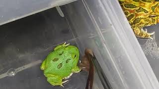 How To Feed Baby Pacman. And A Surprise Feeding