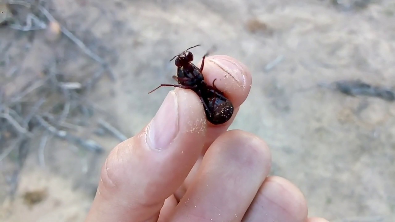 Tanajura x Miguelão O tradicional vídeo