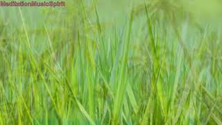 8787HZ Meditation Frequency Music 8D To Stop Negative Tink, Zen Music, Relax Music