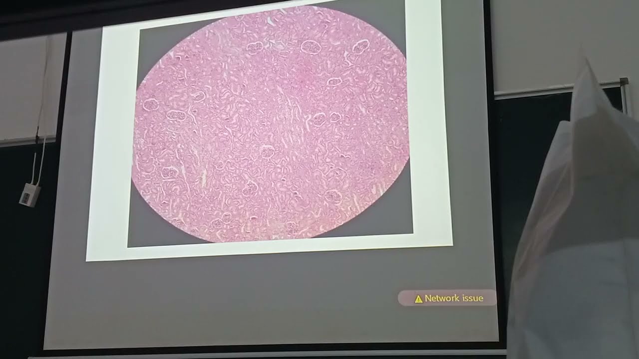 Thực hành mô phôi: Da, xương, thực quản, thận