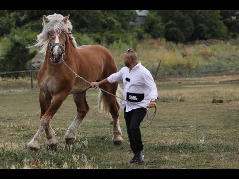 Фламандски коне в България амбициозно начало за развъдна дейност