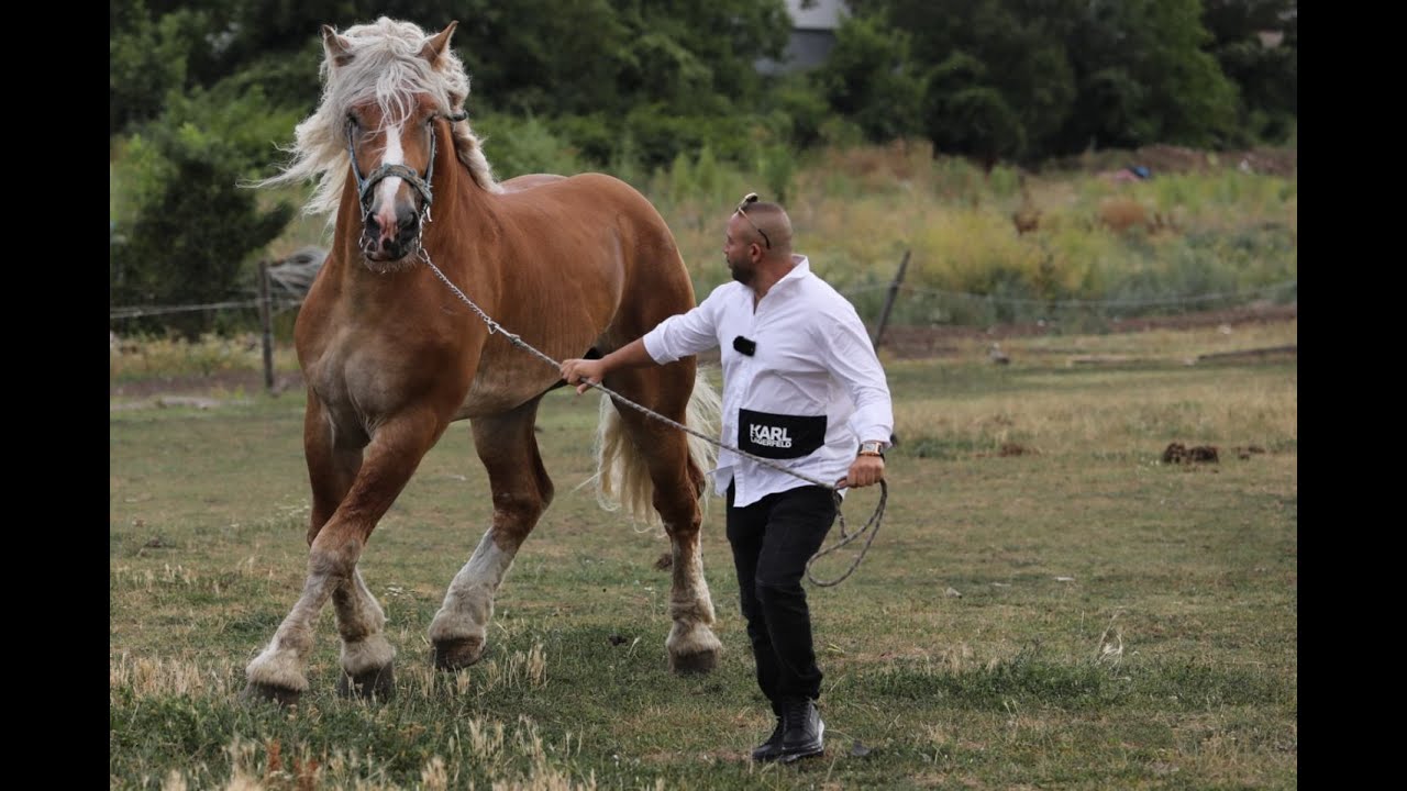 Фламандски коне в България – амбициозно начало за развъдна дейност