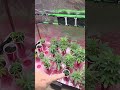 atour tent update, jack herer madness, and guac breath