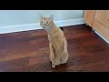 Curious Cat Mode 24/7 🐱