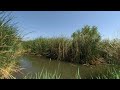 A Hidden Natural Oasis in Las Vegas Wetlands Park. VR180 3D.