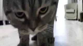 Видеонаблюдение за котом