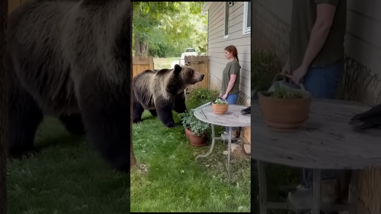 Cat & Dog Team Up to Chase Away a Bear! 🐱🐶🐻💨